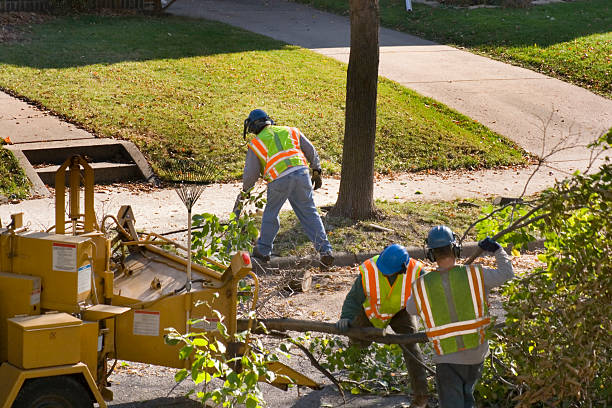 The Steps Involved in Our Tree Care Process in Woodcrest, CA